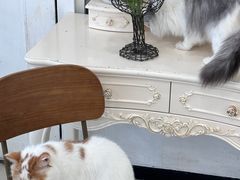 -共舞时光猫咖·狗咖(新街口店)
