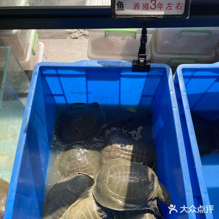 长沙 | 养殖地直接运上餐桌！好扎实的甲鱼火锅