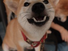 -柴犬高等学院·狗咖·柴犬售卖·宠物训练