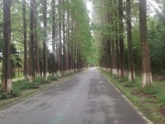 -黄海国家森林公园