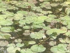 -云岗森林公园