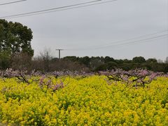-南汇桃花村