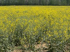 -汉长安城未央宫国家考古遗址公园