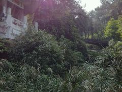 -铁山坪森林公园