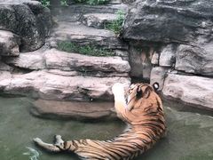 -深圳野生动物园