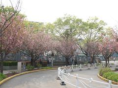 -嘉定紫藤园