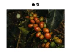 -Again Coffee Roaster(香蜜湖店)