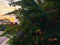 -三圣花乡旅游区