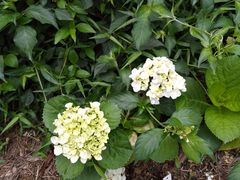 -华南国家植物园-售票处