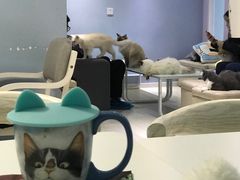 -喵的天空名猫咖啡馆·撸猫·猫舍·用品