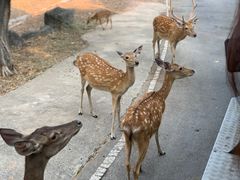 -清迈夜间动物园