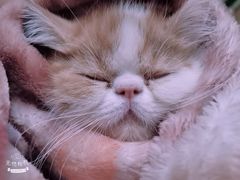 -瑞派福兴宠物医院犬猫全科·骨科·中西医结合(河东店)