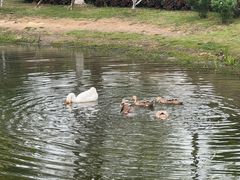 -金银湖国家城市湿地公园