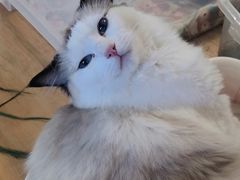 -藦茜花园宠物主题亲子互动体验馆(国顺东路店)