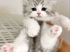 -lincat·猫舍(广州店)