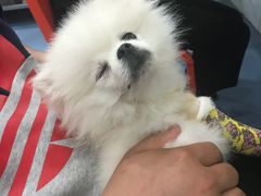 -伟伟宠物医院·CT影像中心·瑞派犬猫综合性门诊(汉口总院)