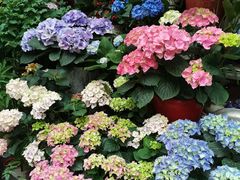-曲阳花鸟市场(曲阳路店)