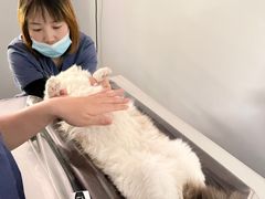 -伟伟宠物医院·CT影像中心·瑞派犬猫综合性门诊(汉口总院)