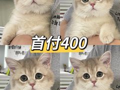 -lincat·猫舍(广州店)
