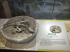 -河南自然博物馆