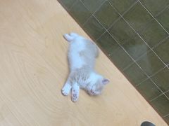 -帕帕拉兹宠物(亚洲旗舰店)