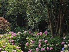 -上海共青森林公园