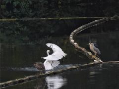 -重庆彩云湖湿地公园
