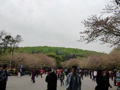 -武汉大学-樱园