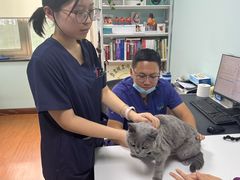 -北京观赏动物医院·24小时大型综合·猫专科·异宠专科