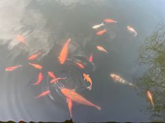 -西湖外事游船(花港观鱼码头)