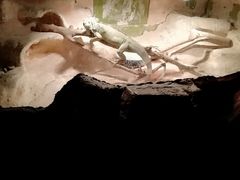 -上海大自然野生昆虫馆(东方明珠·爬宠昆虫探索中心)