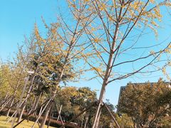 -新江湾城公园