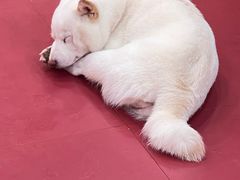 -和它·交个朋友·狗咖猫咖(爱琴海店)
