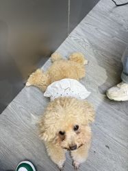 -卡门舞蹈