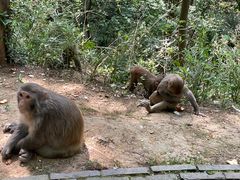 -苏州上方山国家森林公园