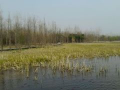 android_upload_pic-溱湖国家湿地公园
