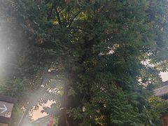 -老槐树煎包