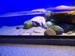 -上海海洋水族馆