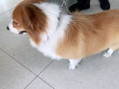 -瑞派福兴宠物医院犬猫全科·骨科·中西医结合(河东店)
