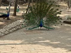 -石家庄市动物园