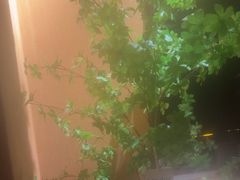-泰·菩提树下[泰式按摩x精油SPAx肩颈头疗](新景店)
