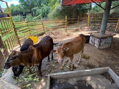 -横沥牛庄(总店)