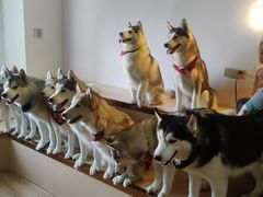 -Husky Go! 哈士奇体验馆·宠物咖啡厅狗咖