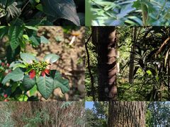 -广西壮族自治区药用植物园