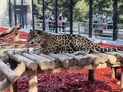 -北京野生动物园