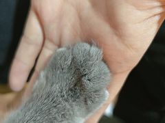 -猫小院猫主题餐厅(南锣旗舰店)