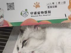 -守诺宠物医院·眼科· 特色牙科·异宠专科(虹口店)