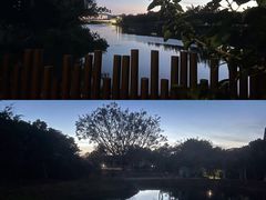 -福田红树林生态公园