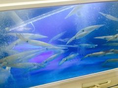 -西归浦每天偶来市场