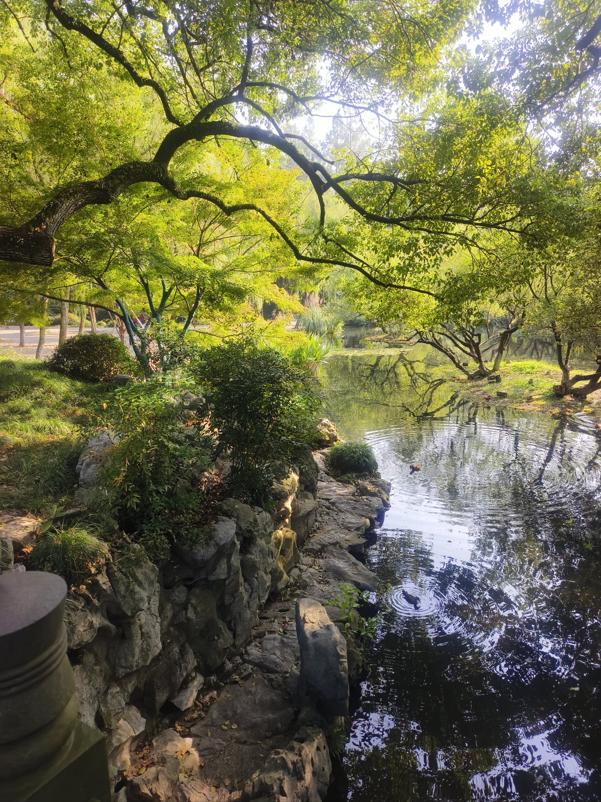 柳浪闻莺垂髫图片